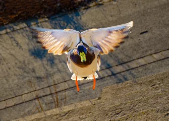 Fotobehang A Drake Mallard duck comes in for a landing.  Angel wings loof to be what this duck has.  Riverwalk in Binghamton in Upstate NY. © Chet Wiker