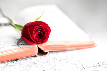 Vintage book with red rose, traditional gifts  for Sant Jordi, the Saint Georges Day in Catalunya....