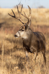 Buck Mule Deer During the Rut in Colorado in Fall