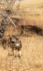 Naklejka na ściany i meble Buck Mule Deer During the Rut in Colorado in Fall