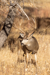 Buck Mule Deer During the Rut in Colorado in Fall