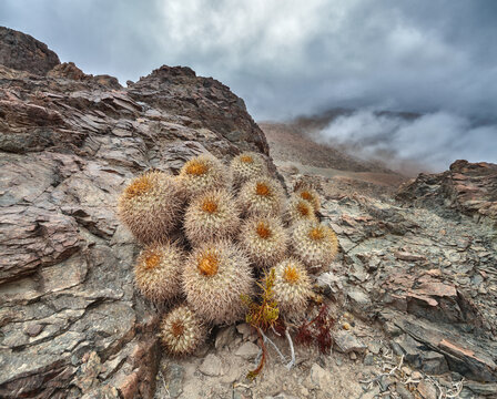 Copiapoa cinerea cactus in the Atacama desert, Chile

