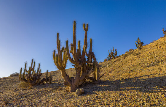 Copao cactus (Eulichnia breviflora) in the Atacama desert, Chile
