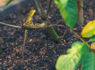 Beautiful Tropical oriental garden lizard camouflage, blending in tree, vegetation in garden. eastern garden lizard, bloodsucker, changeable lizard Calotes versicolor, reptile, animal themes, zoology