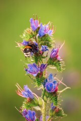 Beautiful green natural scene. Bee in a summer flower. Photo in shallow depth of field.