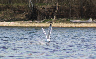 Seagull Taking Off