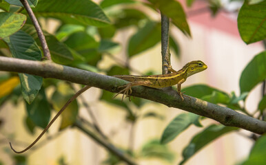Beautiful Tropical oriental garden lizard camouflage, blending in tree, vegetation in garden. eastern garden lizard, bloodsucker, changeable lizard Calotes versicolor, reptile, animal themes, zoology