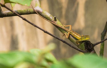 Beautiful Tropical oriental garden lizard camouflage, blending in tree, vegetation in garden. eastern garden lizard, bloodsucker, changeable lizard Calotes versicolor, reptile, animal themes, zoology