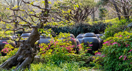 할미꽃과 장독대