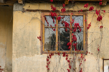 Old window with flowers on a plastered brick wall