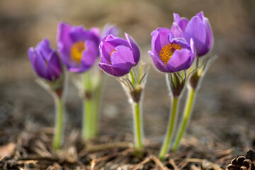 Obraz premium Pasque or anemone flowers in sunny spring forest