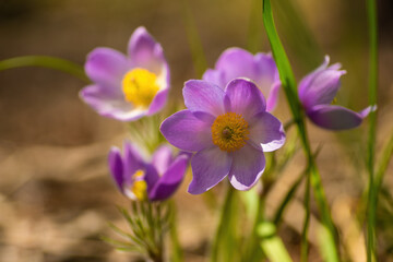 Pasque or anemone wild flowers in sunny spring forest