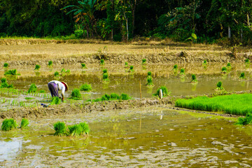 A bundle of rice seeds that are in the water or paddy field, rice seeds for planting. Field where seeding rice is transplanted. Rice seeds are ready to be planted. 