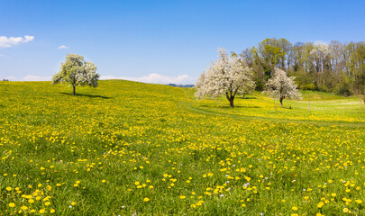 Panorama of spring nature in Switzerland. - 493265349
