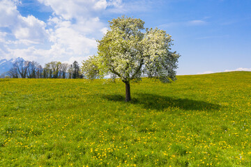 Spring. Blossoming cherry tree. Mount Pilatus. - 493265350