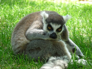 A close-up of a lemur resting in the green grass - photo