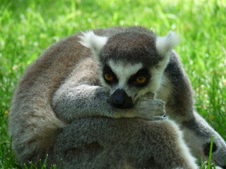 A close-up of a lemur resting in the green grass - photo © koft