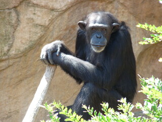 A chimpanzee resting near a cliff and a tree with a stick in his hands - photo