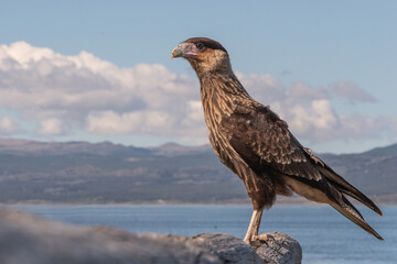 
animal kingdom of Tierra del Fuego, Argentina
