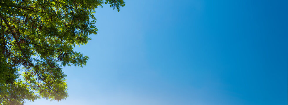 Panorama of tree branches and leaves in the blue sky. spring background