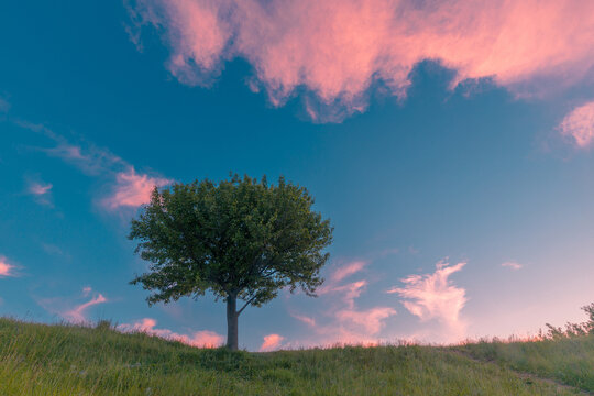 A single blooming tree on a green grass hill in front of sunset bright sky with pink clouds.