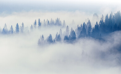 Forêt brumeuse sur les collines d& 39 une montagne matinale. Montagnes carpates. Ukraine.