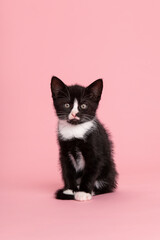 Cute black and white kitten sitting and looking at  the camera on a pink background