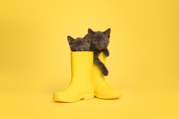 Two cute grey kittens in yellow rubber rain boots on a yellow background looking at the camera