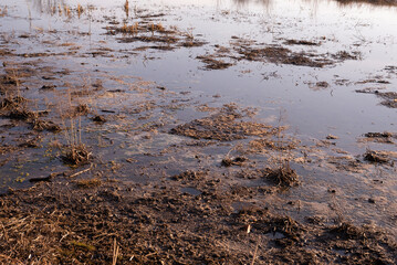 View of swamp. Polluted river.