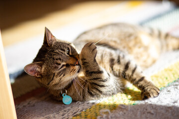 housecat inside licking its paw