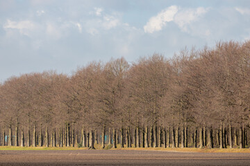 Bare tree along canal or river in small village Holten, The Schipbeek is a tributary of the IJssel...