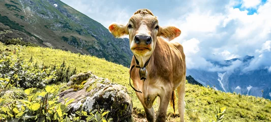 Zelfklevend Fotobehang Animal background banner panorama - Funny cow in the mountains Allgäu Austria Alps, on green fresh meadow © Corri Seizinger