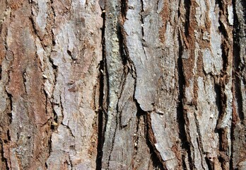 the bark of an old tree in bavaria