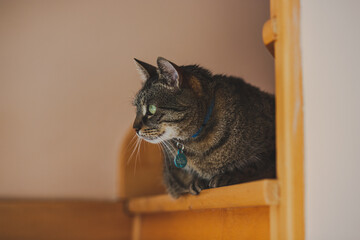 cat on the stairs looking away