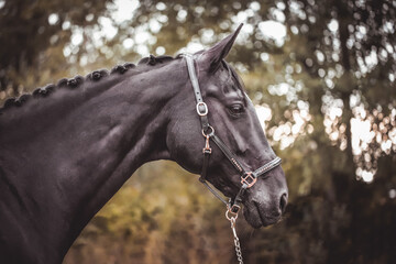 Schwarzes Pferd mit Halfter im Portrait