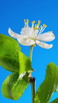 Cherry flower bud blooms close-up on a blue background time lapse. Cherry blossom in spring. Seasons change background. Vertical video cropping 9:16 4K UHD
