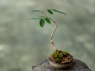 Schilderijen op glas Small tree setting put it in a small pot as a mini bonsai © Satakorn