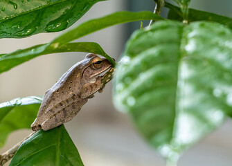 Tree Frog on the small branch of Cape Jasmine
