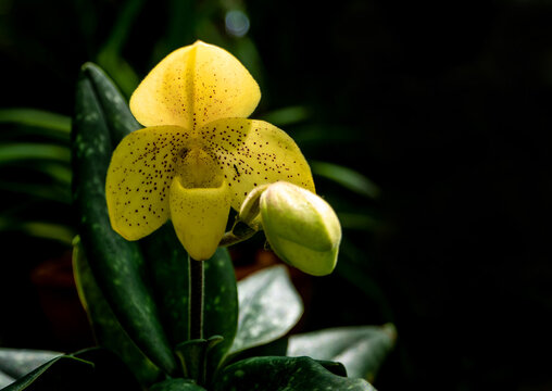 Paphiopedilum concolor the ground orchid