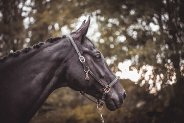 Schwarzes Pferd mit Halfter im Portrait