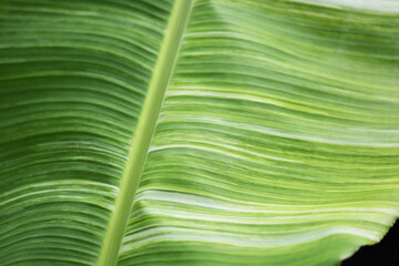spotted banana leaf background. Banana Musa colorful, beautiful, rare and expensive. Thailand is...