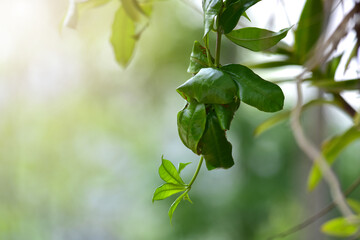 Red ant’s nest or ant’s haunt made of leaf. Teamwork concept. selective focus and copy space.