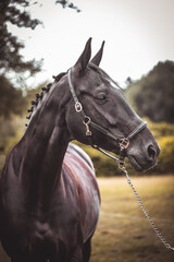 Schwarzes Pferd mit Halfter im Portrait
