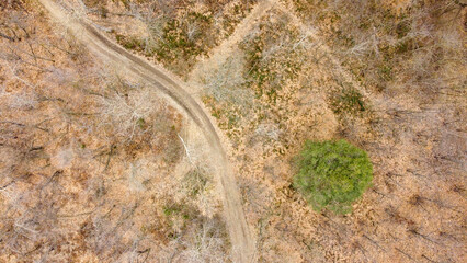 Aerial zenith view of a forest with a dusty road during winter season