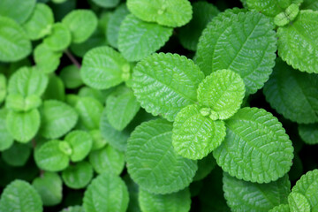 Mint background green leaves.