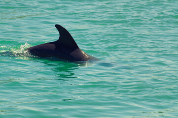 dolphin in the water