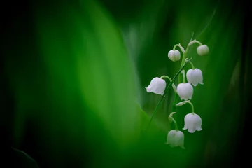 Rolgordijnen Lily of the valley flowers on a forest meadow. Fresh greenery background. © stone36