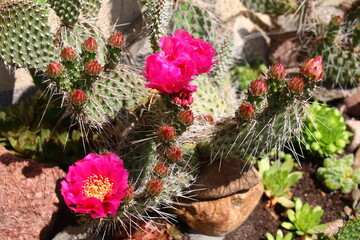 Opuntia erinacea var. utahensis OPUNCJA CIERNISTA kwiat różowy cactus