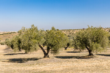Fototapeta premium olive fields in the province of Toledo