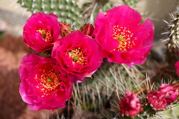 Opuntia erinacea var. utahensis OPUNCJA CIERNISTA kwiat różowy cactus